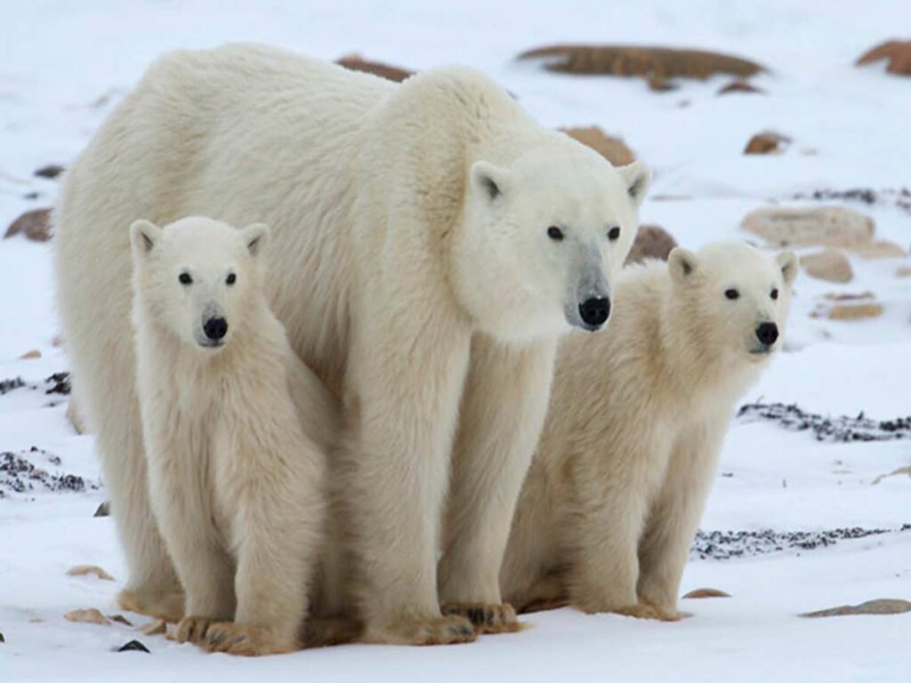 این شهر کوچک در کانادا، پایتخت خرس‌های قطبی جهان است